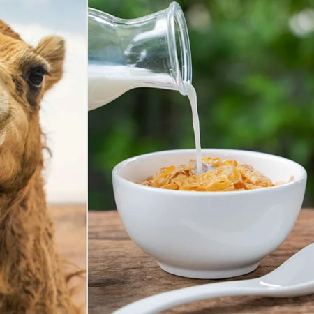 شیر شتر برای درمان پوکی استخوان